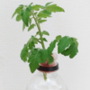 若芽の挿し木でトマトを再生できるか？水耕栽培キット・ポットランド観察記（10）